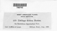 Ustilago filifera image